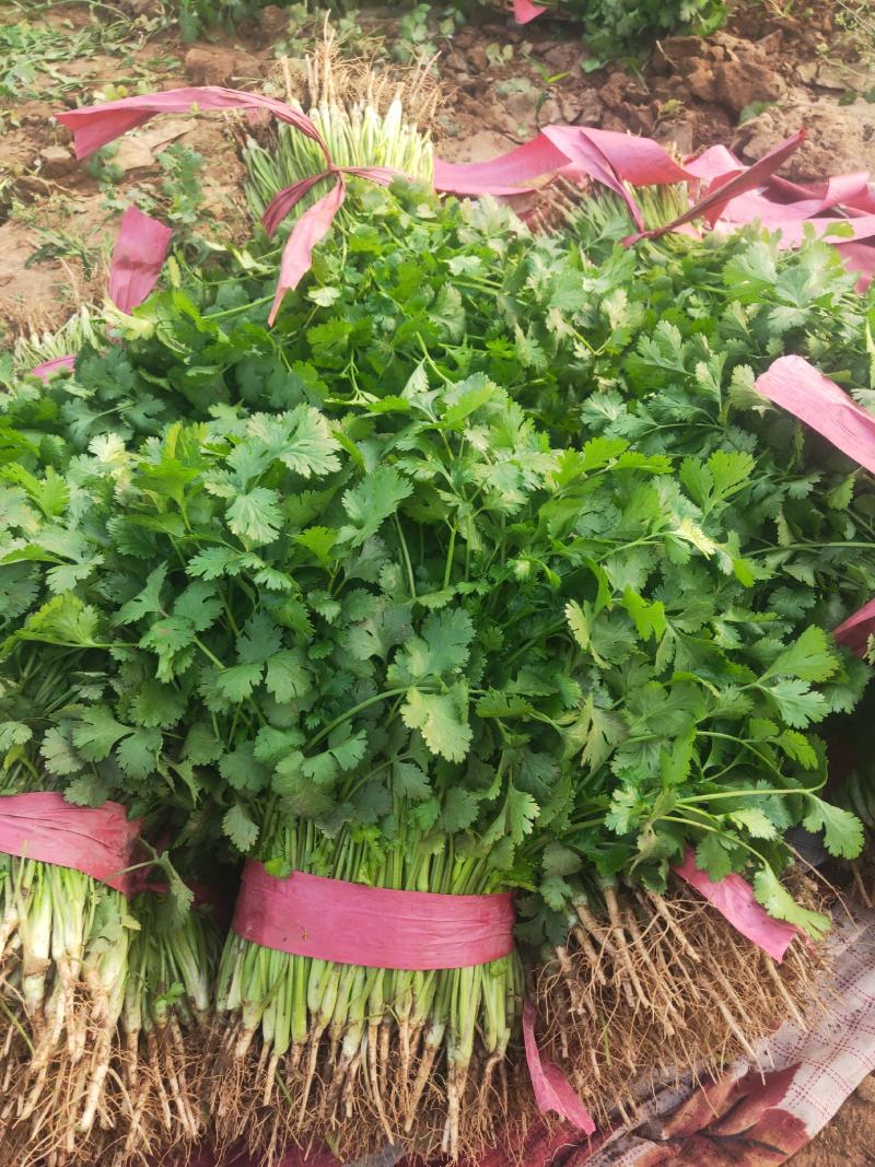 邯郸永年一手货源香菜大量有货价格优惠