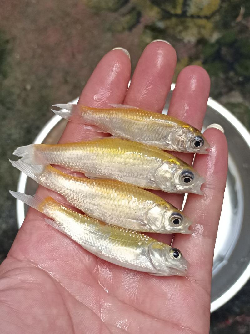 俄罗斯金草鱼苗.金丝草鱼苗,淡水养殖活体鱼苗批发
