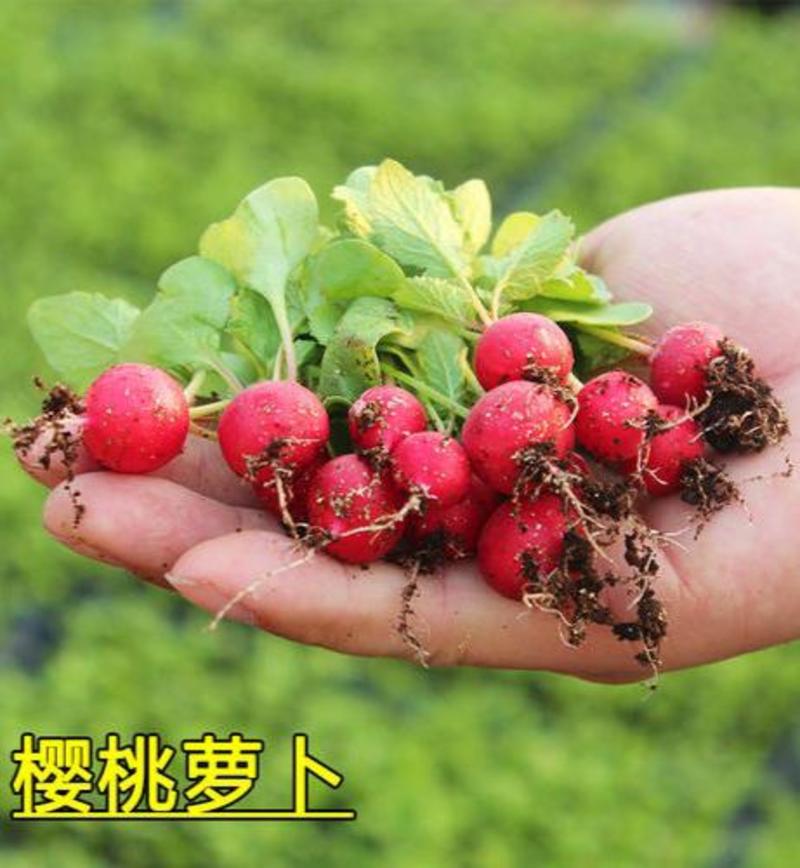 早熟易种樱桃萝卜种子阳台盆栽种籽田园四季水果蔬菜籽种萝卜