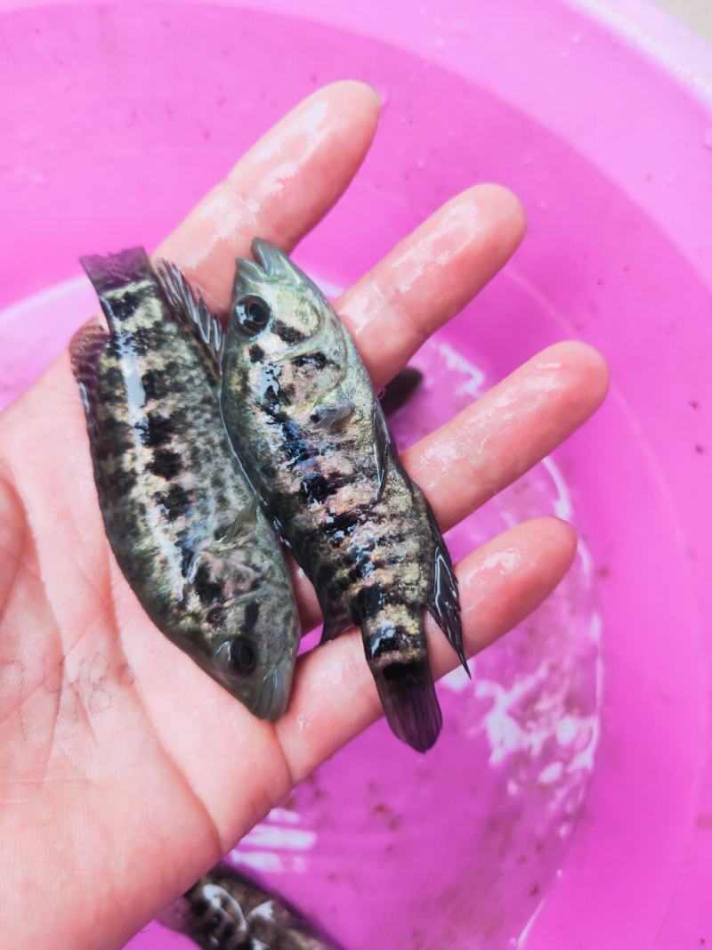 淡水石斑鱼苗，品种优质，量大从优，请放心选购、一手货源
