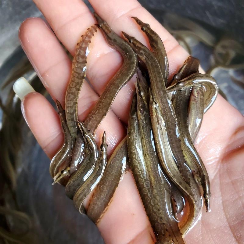 刺鳅鱼刀鳅鱼苗中华刺鳅免费提供技基地直供一手货源
