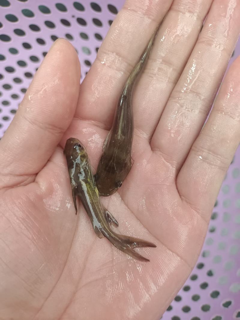 黄骨鱼苗杂交黄骨鱼苗黄颡鱼苗黄辣丁鱼苗大量供应