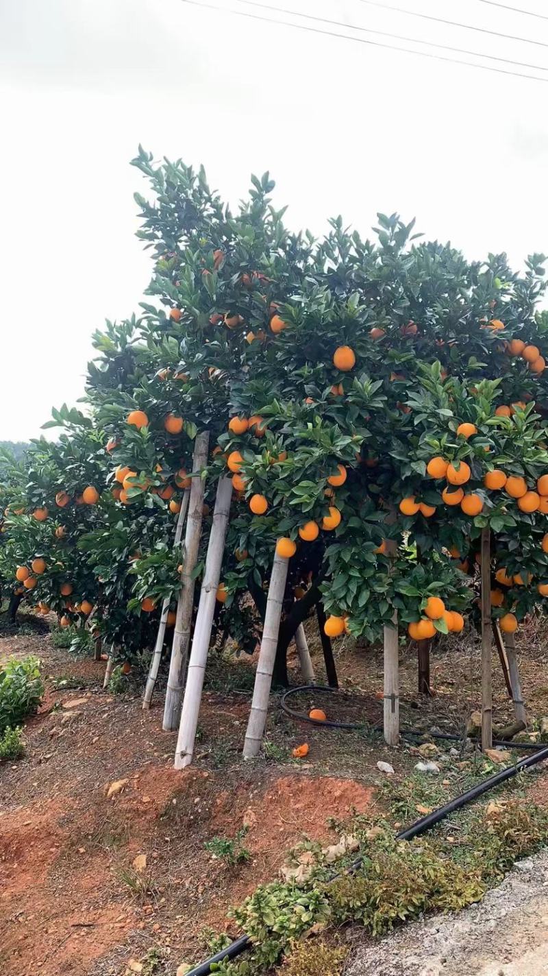 正宗赣南脐橙特级果（80-95MM）新鲜橙子