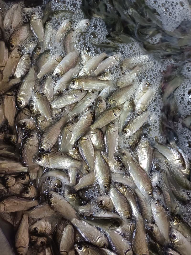 鲫鱼苗.中科.3号.高抗青龙鲫，大板鲫鱼苗，一手货源