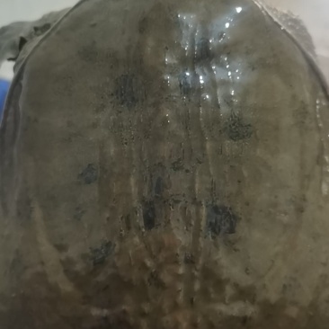 没鲫鱼图片