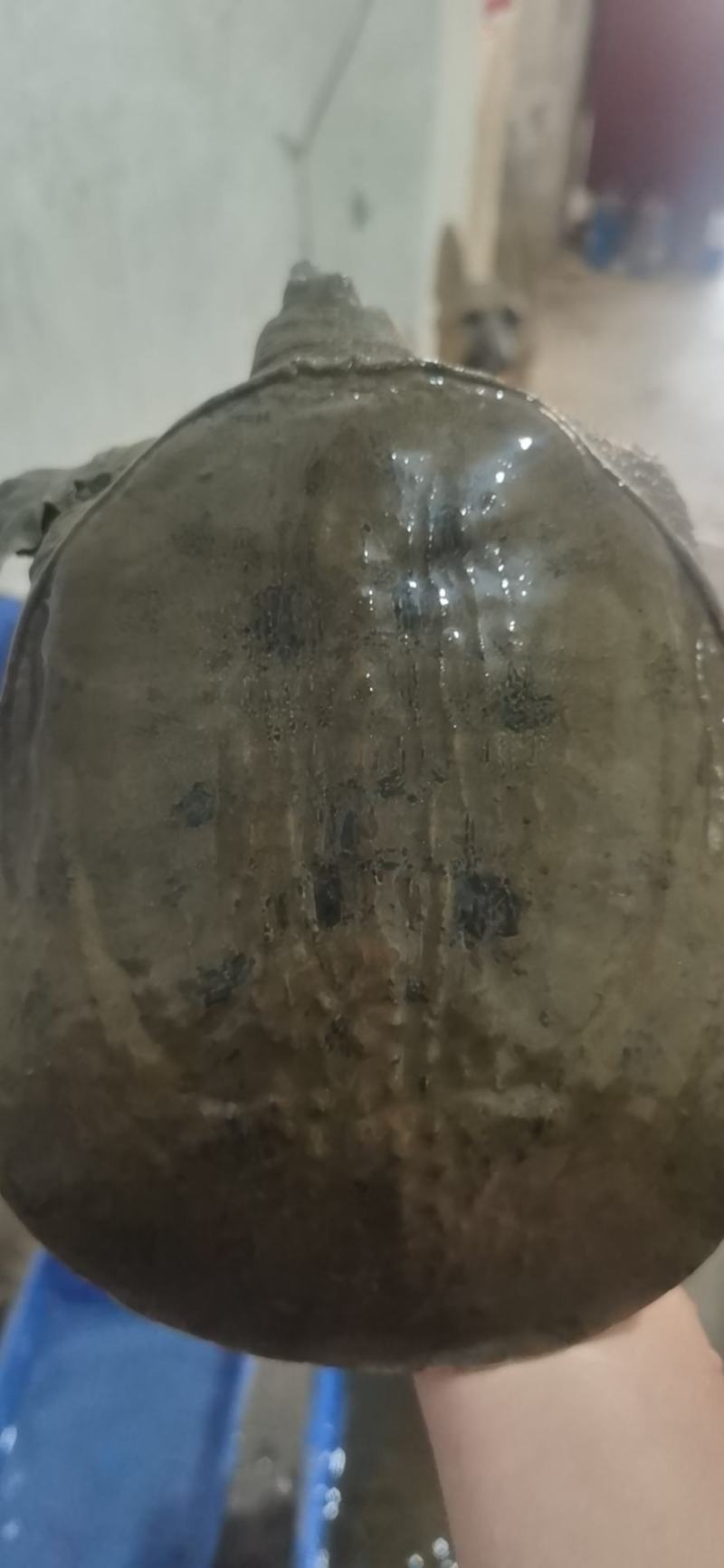 没鲫鱼图片