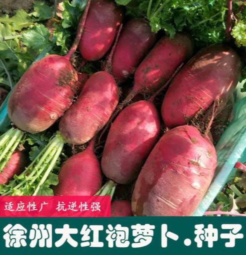 徐州大红袍萝卜种子高产抗病耐热耐贮运甜脆多汁秋播优质萝卜