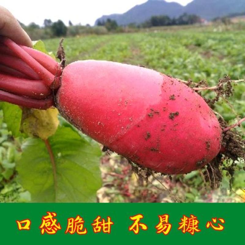 徐州大红袍萝卜种子高产抗病耐热耐贮运甜脆多汁秋播优质萝卜