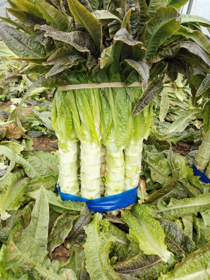 安徽精品红叶香莴笋大量供应产地直发质量保证全国发货