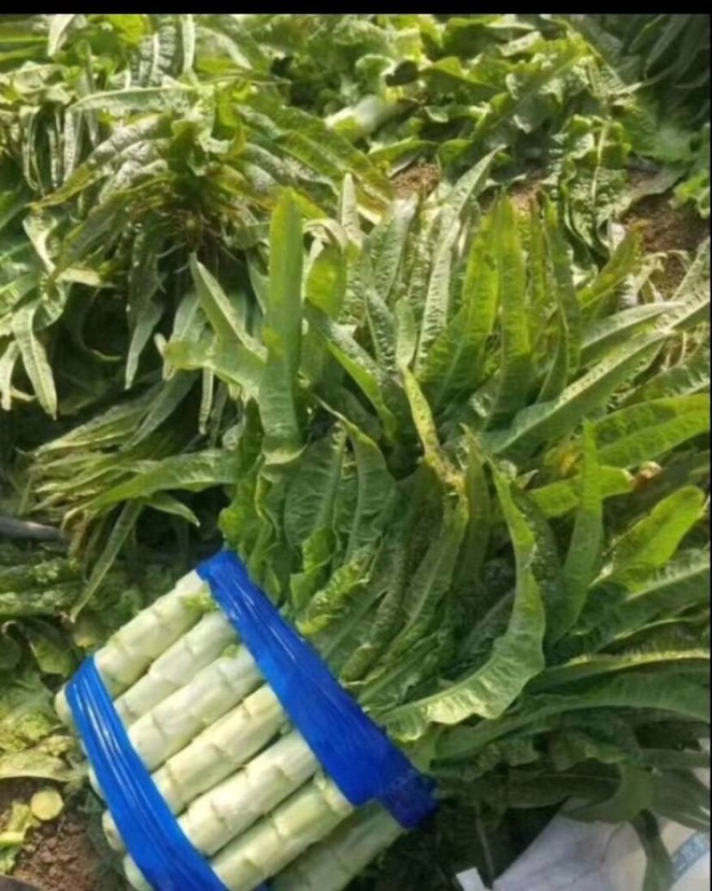 安徽精品红叶香莴笋大量供应产地直发质量保证全国发货
