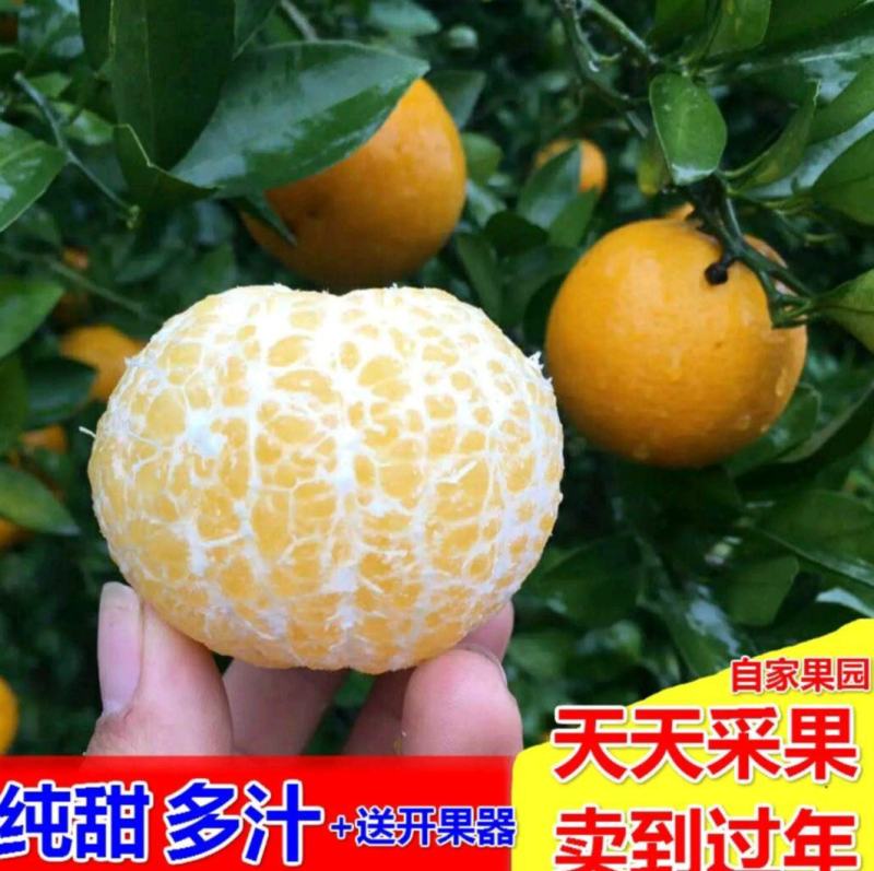 【包邮】广西武鸣皇帝柑，原产地现摘现发，一件代发