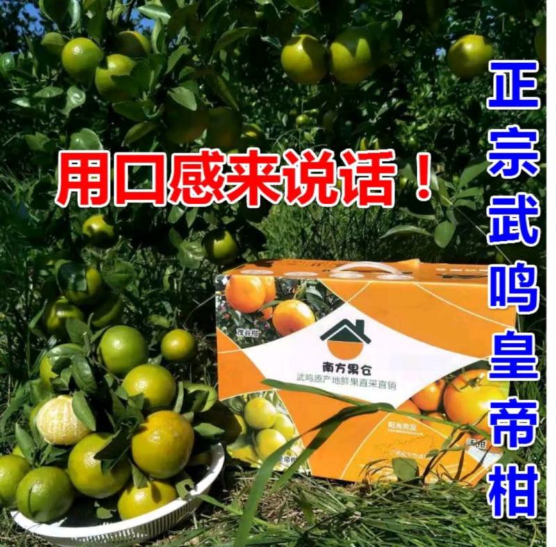 【包邮】广西武鸣皇帝柑，原产地现摘现发，一件代发