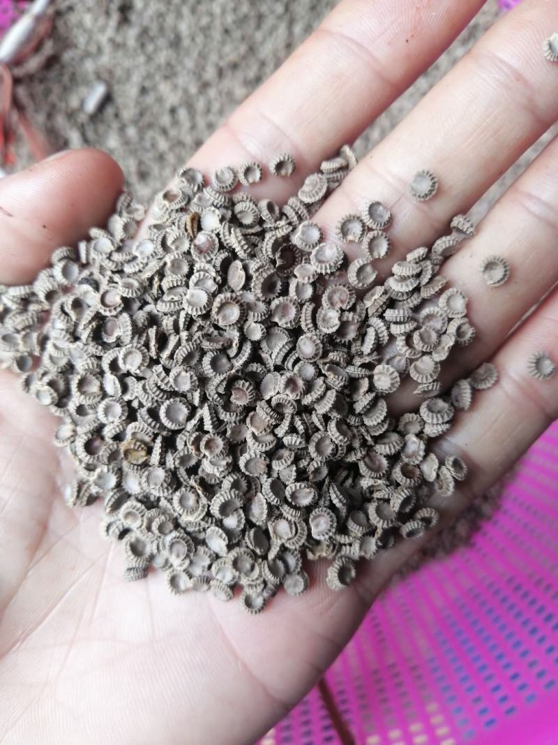 江西粉防己籽防己可育苗可直播发芽率90%以上提供技术