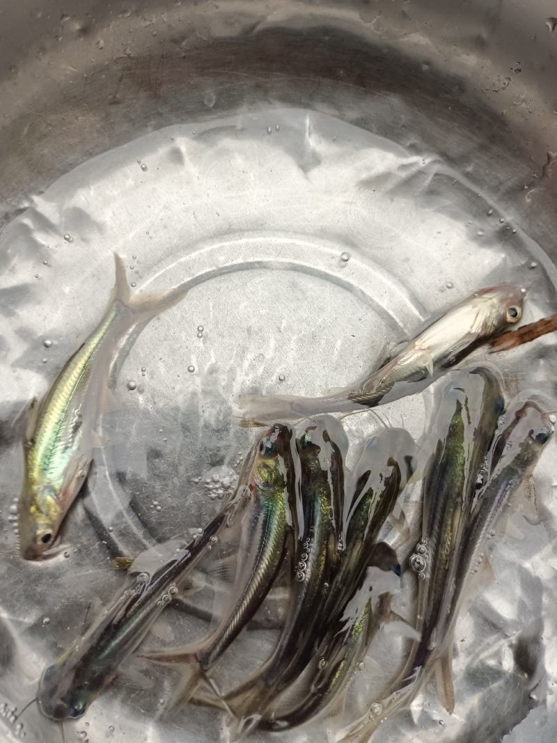 优质巴沙鱼苗淡水生长快基地直销技术指导