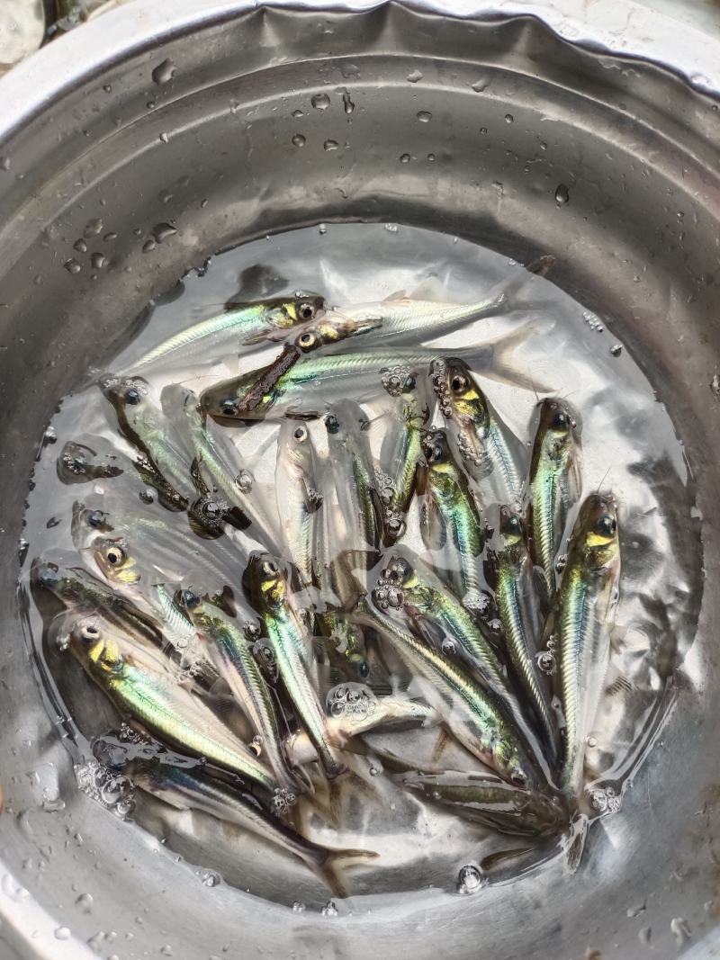优质巴沙鱼苗淡水生长快基地直销技术指导