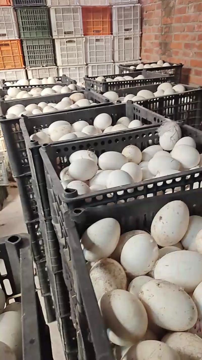 鲜鹅蛋鹅蛋大种鹅蛋初生鹅蛋当天鹅蛋江浙沪大鹅蛋