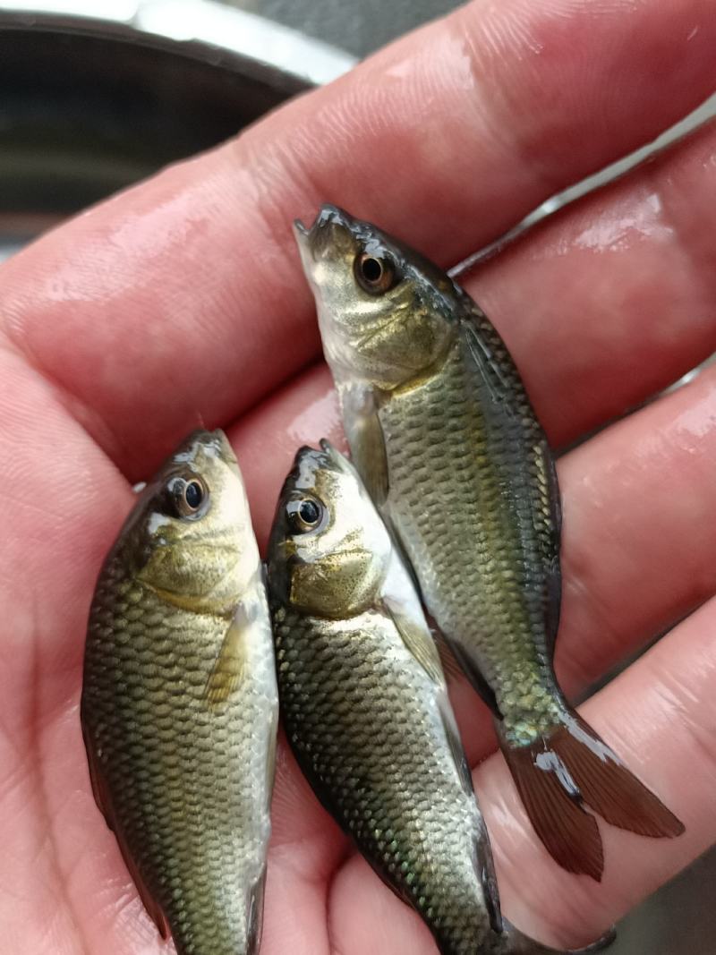鲤鱼苗、大种鲤鱼、稻田鲤鱼苗、快大好养高产量、一手货源