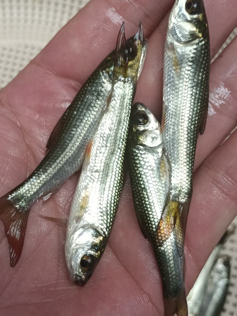 [大量批发]土鲮鱼苗、麦鲮鱼苗、鲮鱼水花、量大从优