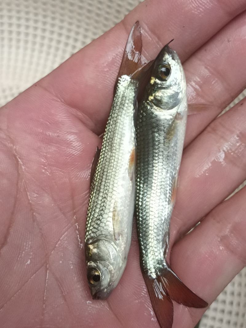 [大量批发]土鲮鱼苗、麦鲮鱼苗、鲮鱼水花、量大从优