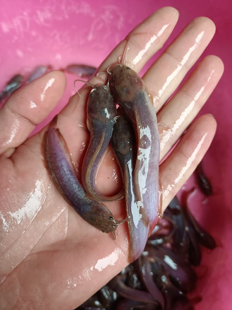 良种杂交三黄塘鲺鱼苗、本地塘角鱼苗场地直销、一手货源