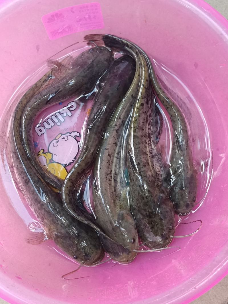 良种杂交大口鲶苗、快大吃肉，训练吃料，常年供，应服务到位