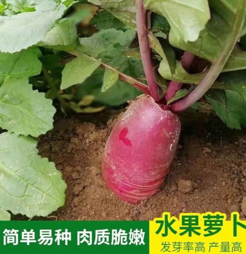 四季水果萝卜种子红皮红肉萝卜春秋冬四季播种萝卜籽水果蔬菜