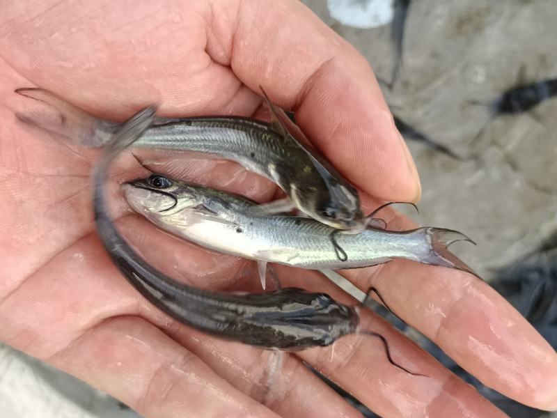 优质斑点叉尾、鮰鱼苗养殖淡水鱼苗活体基地直销