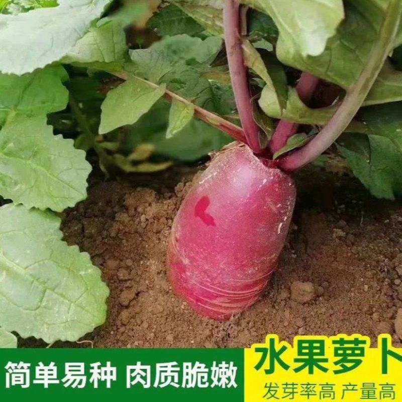 四季水果萝卜种子红皮红肉萝卜春秋冬四季播种萝卜籽水果蔬菜
