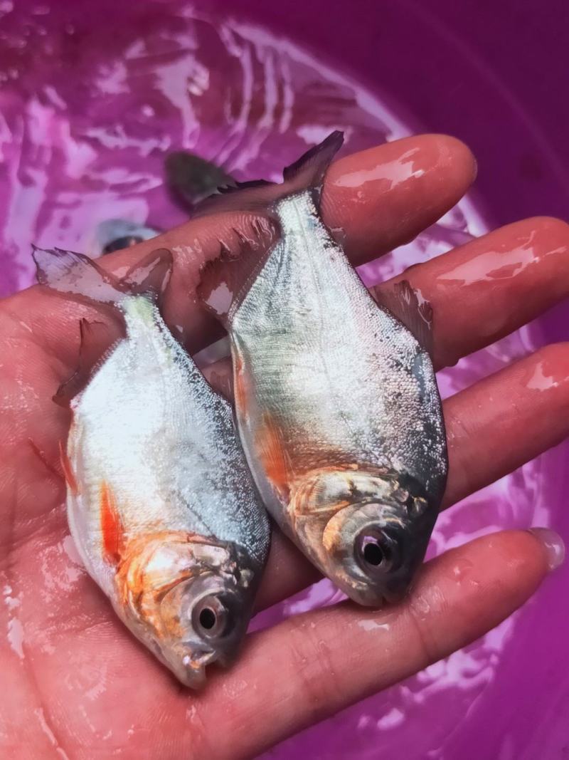 鲳鱼、白鲳、银鲳鱼苗繁殖基地直供、技术指导、送货上门，