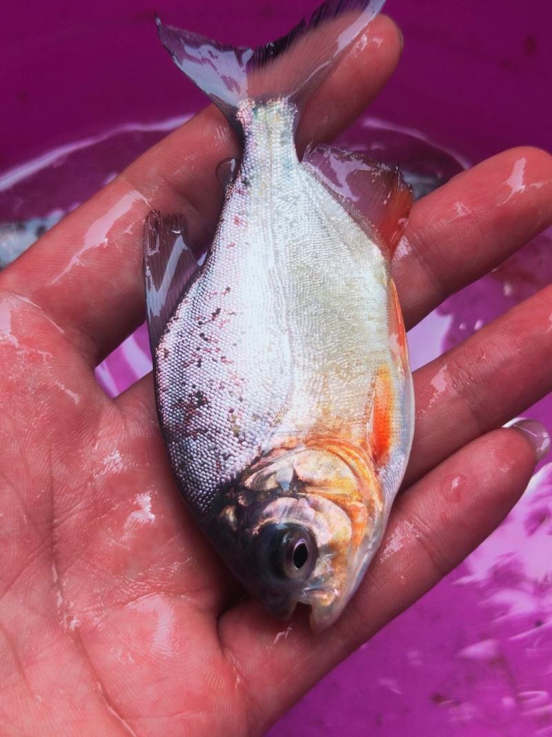 鲳鱼、白鲳、银鲳鱼苗繁殖基地直供、技术指导、送货上门，
