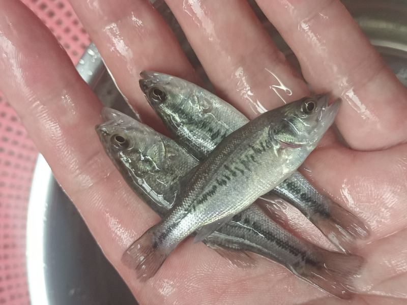 加州鲈鱼优鲈5号苗鲈鱼水花驯化吃饲料鲈鱼苗包邮直达