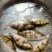 优质鳜鱼苗桂花苗肉食性鳌桂鱼公分苗寸苗、场地直销