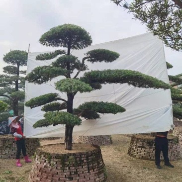 高度2.5米-3米造型罗汉松造型树罗汉松罗汉松盆景