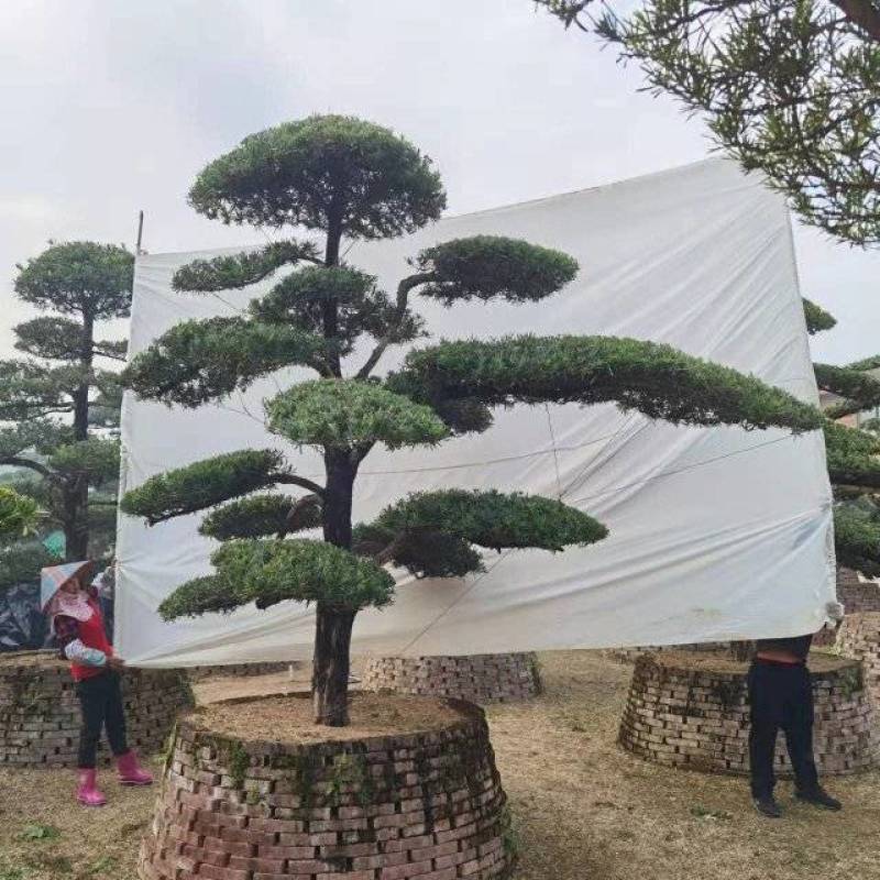 高度2.5米-3米造型罗汉松造型树罗汉松罗汉松盆景