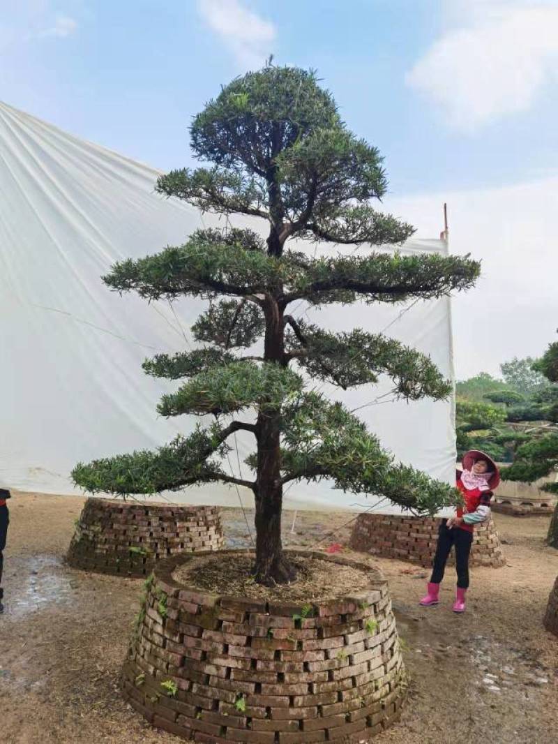 高度2.5米-3米造型罗汉松造型树罗汉松罗汉松盆景