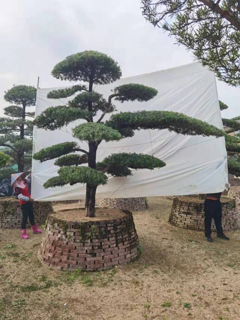 高度2.5米-3米造型罗汉松造型树罗汉松罗汉松盆景