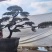 高度2.5米-3米造型罗汉松造型树罗汉松罗汉松盆景