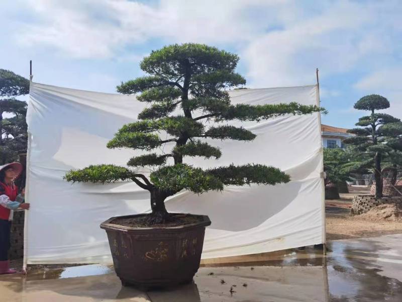 高度2.5米-3米造型罗汉松造型树罗汉松罗汉松盆景