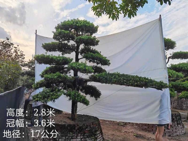 高度2.5米-3米造型罗汉松造型树罗汉松罗汉松盆景