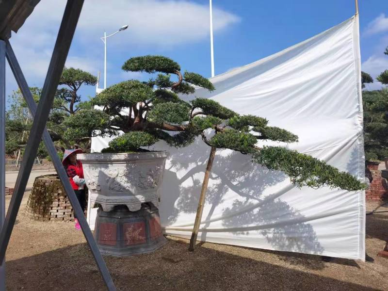 高度2.5米-3米造型罗汉松造型树罗汉松罗汉松盆景