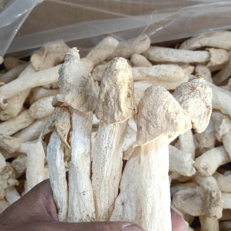 福建古田无硫竹荪蛋毛重半斤特惠装长期供货