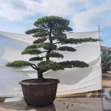 高度2米造型斜飘罗汉松罗汉松盆景迎客松罗汉松