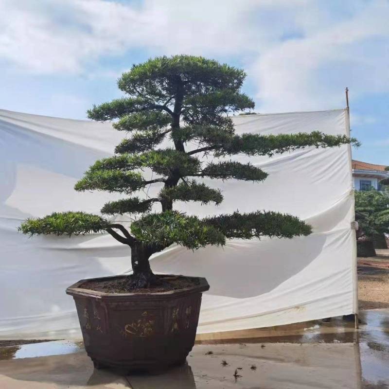 高度2米造型斜飘罗汉松罗汉松盆景迎客松罗汉松