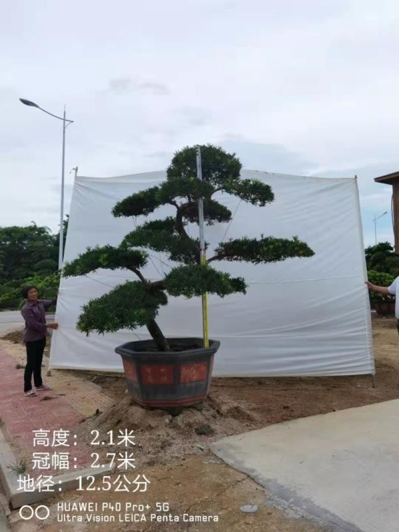 高度2米造型斜飘罗汉松罗汉松盆景迎客松罗汉松