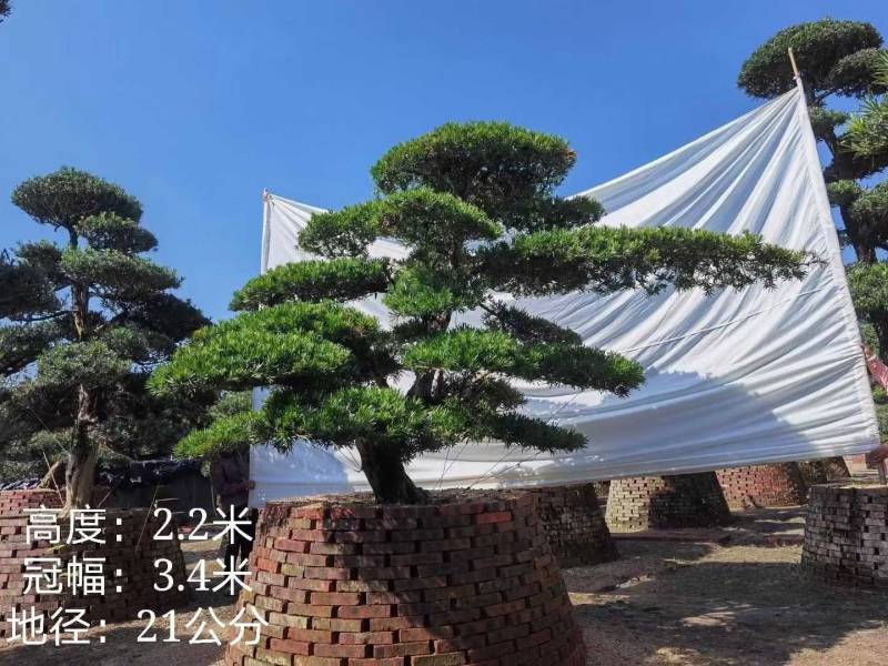 高度2米造型斜飘罗汉松罗汉松盆景迎客松罗汉松