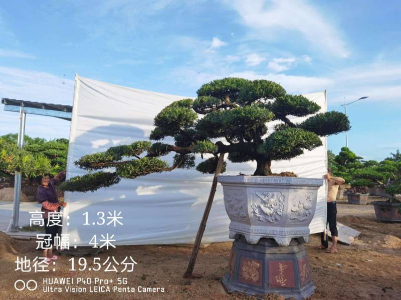 高度2米造型斜飘罗汉松罗汉松盆景迎客松罗汉松