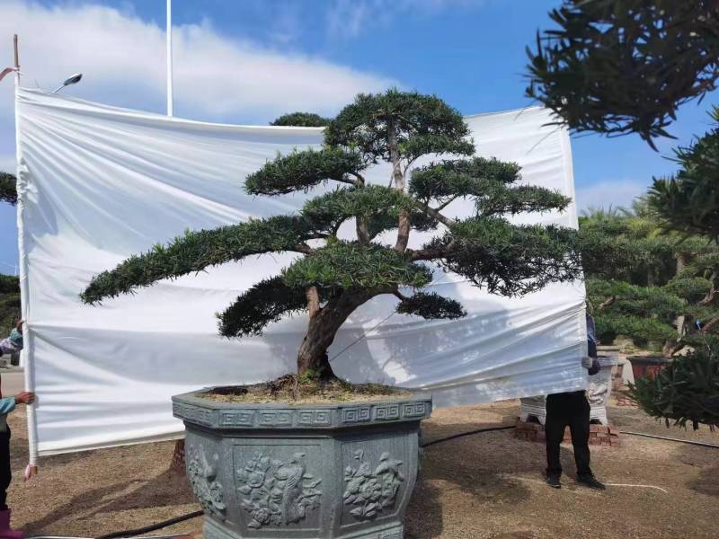 高度2米造型斜飘罗汉松罗汉松盆景迎客松罗汉松