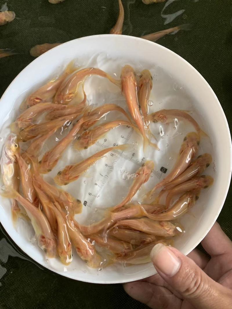 红草鱼苗，大量批发，欢迎订购。。。。。。