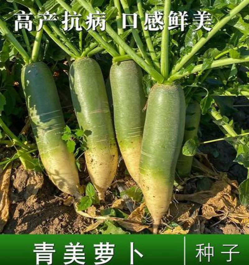 蔬菜种子水果青萝卜种籽甜脆里外青水果萝卜种籽沙窝萝卜
