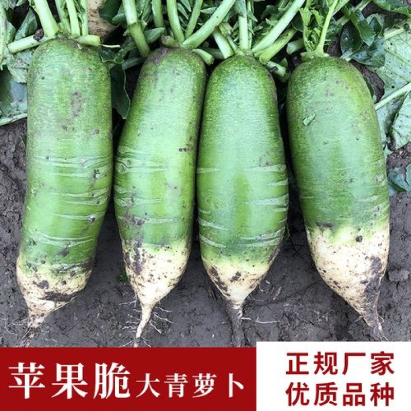 蔬菜种子水果青萝卜种籽甜脆里外青水果萝卜种籽沙窝萝卜